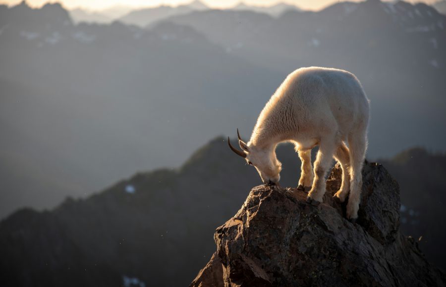 Cabra en la montana